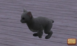 The Sims 3 Pets: Oopsie-Daisy the cat