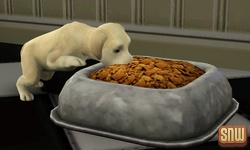 The Sims 3 Pets: BaBa the dog