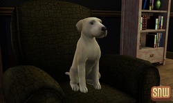 The Sims 3 Pets: BaBa the dog