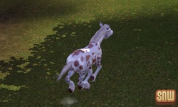 The Sims 3 Pets: GooGoo the horse